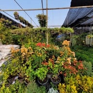 บรรยากาศ ตลาดต้นไม้ @ตลาดไท