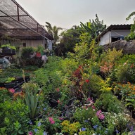 บรรยากาศ ตลาดต้นไม้ @ตลาดไท