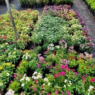 บรรยากาศ ตลาดต้นไม้ @ตลาดไท