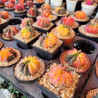 บรรยากาศ ตลาดต้นไม้ @ตลาดไท