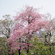 สวนวชิรเบญจทัศ (สวนรถไฟ)