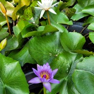 บรรยากาศ ตลาดต้นไม้ @ตลาดไท