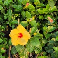 บรรยากาศ ตลาดต้นไม้ @ตลาดไท