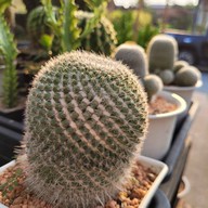 บรรยากาศ ตลาดต้นไม้ @ตลาดไท