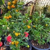 บรรยากาศ ตลาดต้นไม้ @ตลาดไท