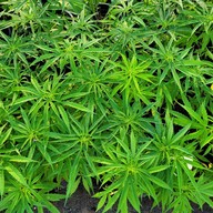 บรรยากาศ ตลาดต้นไม้ @ตลาดไท