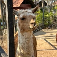 Bonanza Exotic Zoo