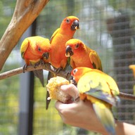 บรรยากาศ Orange Tree Cafe & Bistro