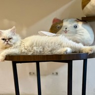 Medan Pet Cafe Medan