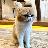 Medan Pet Cafe Medan