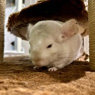 Medan Pet Cafe Medan