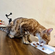 Medan Pet Cafe Medan