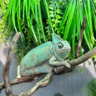 Medan Pet Cafe Medan