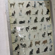 Medan Pet Cafe Medan