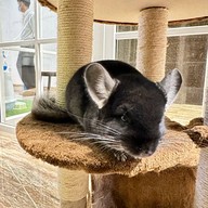 Medan Pet Cafe Medan