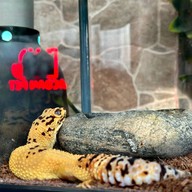 Medan Pet Cafe Medan