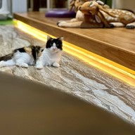 Medan Pet Cafe Medan