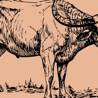 กินลม ชมควาย สาขาแรก