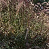 บรรยากาศ ธรรมชาติ อิสาน บีช คาเฟ่ ธรรมชาติ อิสาน บีช คาเฟ่