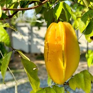 หอมมาลัย คาเฟ่