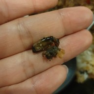 กะเพราปากแตก กะเพราปากแตก