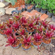 บรรยากาศ PARADISE GARDEN HUA HIN