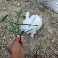 บรรยากาศ PARADISE GARDEN HUA HIN