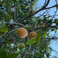 เนื้อหอมริมคลอง