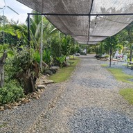 The Cocoa Tree Garden