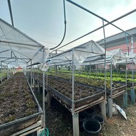 สวนผักคลอง7