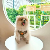 สรัม คาเฟ่ Srūm cafè ช้างเผือก