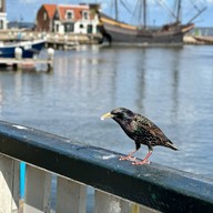 Woltje's Backerij Volendam