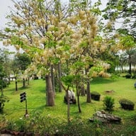 บรรยากาศ Wood land เมืองไม้