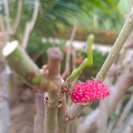 บ้านสวนพันวา