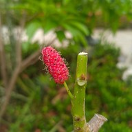 บ้านสวนพันวา