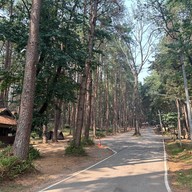 ลานกางเต็นท์ดงสน อุทยานแห่งชาติดอยอินทนนท์