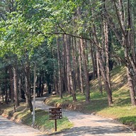 ลานกางเต็นท์ดงสน อุทยานแห่งชาติดอยอินทนนท์