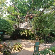 บรรยากาศ The Treehouse Nongchok