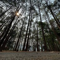 ลานกางเต็นท์ดงสน อุทยานแห่งชาติดอยอินทนนท์
