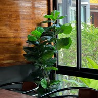 ต้นเสบียง