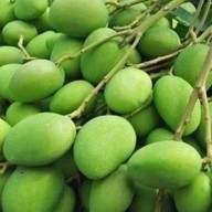 ตามสั่ง99/120ผัดซีอิ้วราดหน้าสุกี้ข้าวต้มทรงเครื่องยำมาม่ายำวุ้นเส้นน้ำปั่นผลไม้สดตามฤดูกาล บ้านเกษมทรัพย์