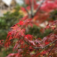 Tenryuji temple