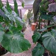 Rosetta Coffee เจริญกรุง