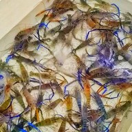 ช.กุ้งเผา วงเวียนใหญ่ วงเวียนใหญ่