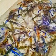 ช.กุ้งเผา วงเวียนใหญ่ วงเวียนใหญ่