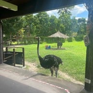 Alpaca Hill