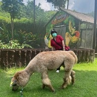 Alpaca Hill