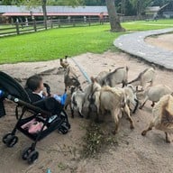 Alpaca Hill