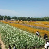 Jim Thompson Farm