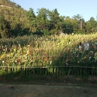 Jim Thompson Farm